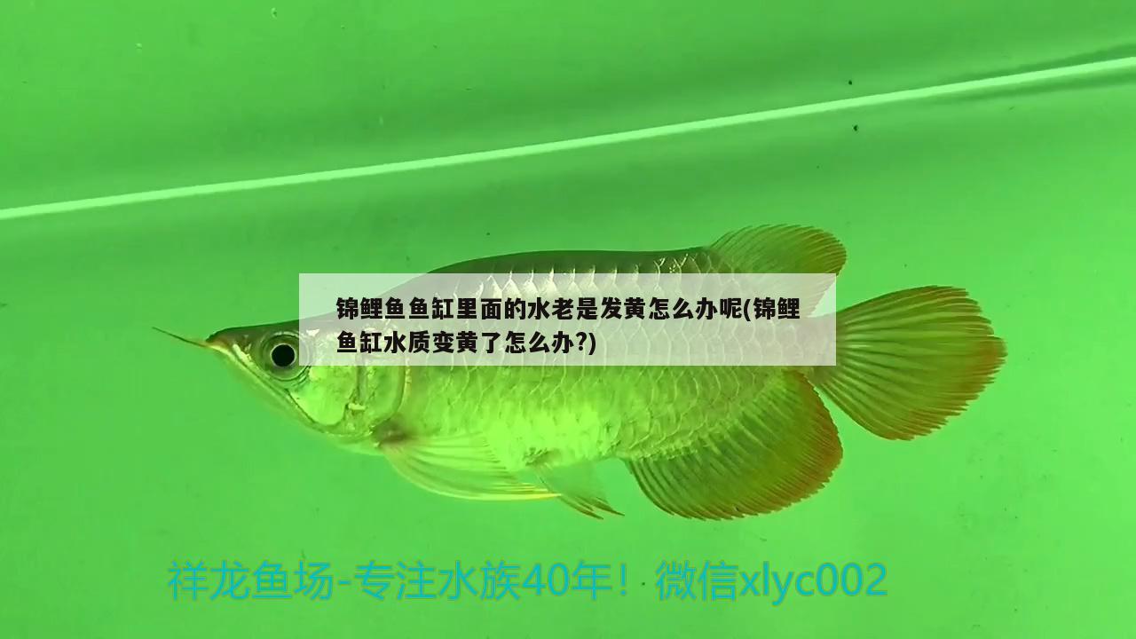 锦鲤鱼鱼缸里面的水老是发黄怎么办呢(锦鲤鱼缸水质变黄了怎么办?) 观赏鱼饲料