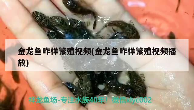 金龙鱼咋样繁殖视频(金龙鱼咋样繁殖视频播放) 养鱼知识