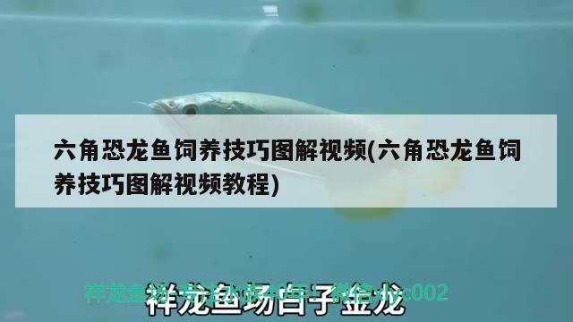 六角恐龙鱼饲养技巧图解视频(六角恐龙鱼饲养技巧图解视频教程) 月光鸭嘴鱼苗