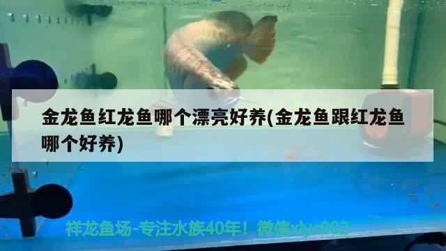 金龙鱼红龙鱼哪个漂亮好养(金龙鱼跟红龙鱼哪个好养)