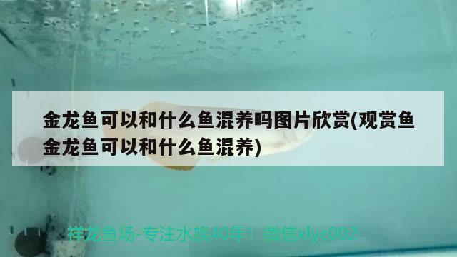 金龙鱼可以和什么鱼混养吗图片欣赏(观赏鱼金龙鱼可以和什么鱼混养) 广州水族批发市场