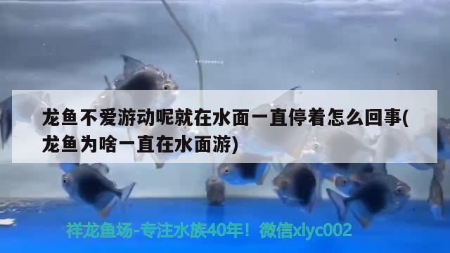 龙鱼不爱游动呢就在水面一直停着怎么回事(龙鱼为啥一直在水面游)