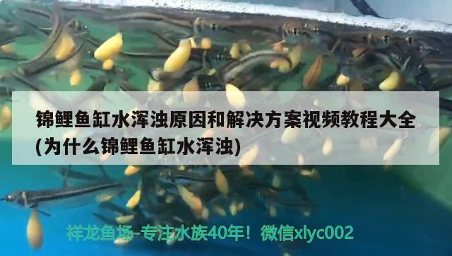 锦鲤鱼缸水浑浊原因和解决方案视频教程大全(为什么锦鲤鱼缸水浑浊) 奈及利亚红圆点狗头 第2张