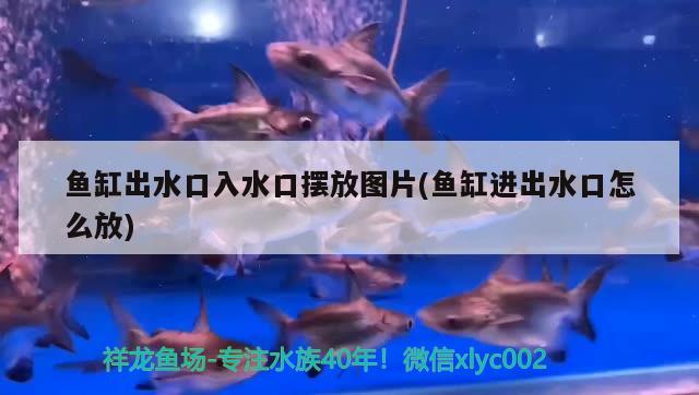 鱼缸出水口入水口摆放图片(鱼缸进出水口怎么放) 福魟魟鱼