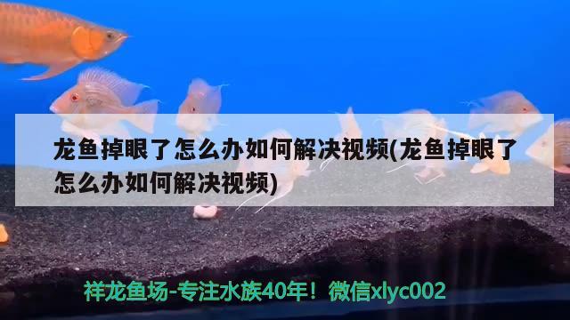 龙鱼掉眼了怎么办如何解决视频(龙鱼掉眼了怎么办如何解决视频) 广州水族批发市场