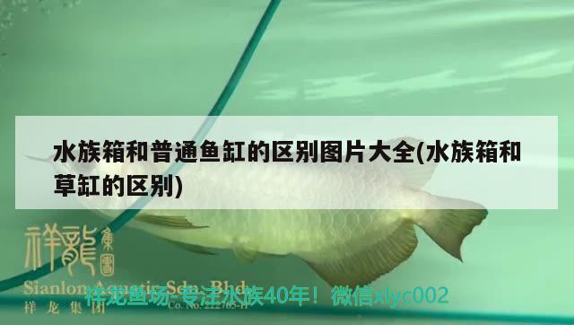 水族箱和普通鱼缸的区别图片大全(水族箱和草缸的区别) 鱼缸/水族箱 第2张