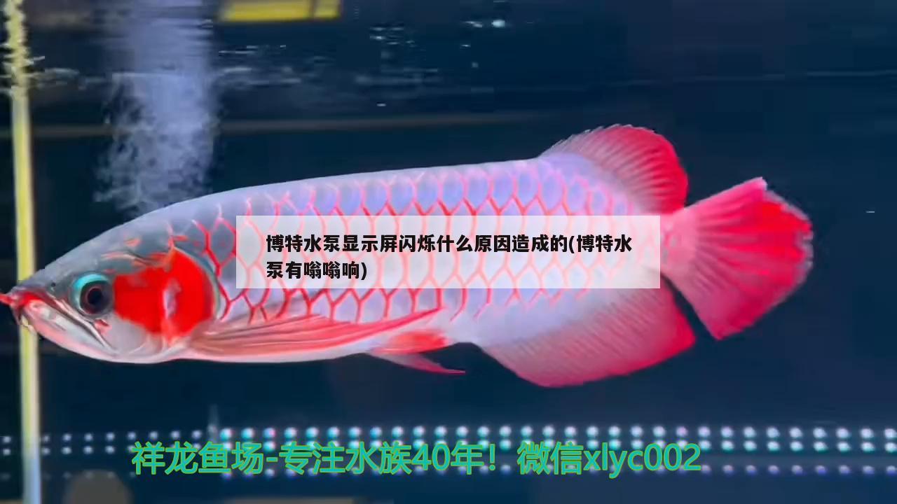 博特水泵显示屏闪烁什么原因造成的(博特水泵有嗡嗡响)