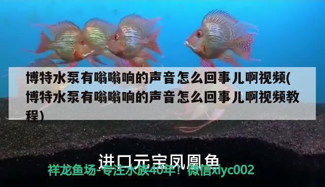 博特水泵有嗡嗡响的声音怎么回事儿啊视频(博特水泵有嗡嗡响的声音怎么回事儿啊视频教程) 博特水族