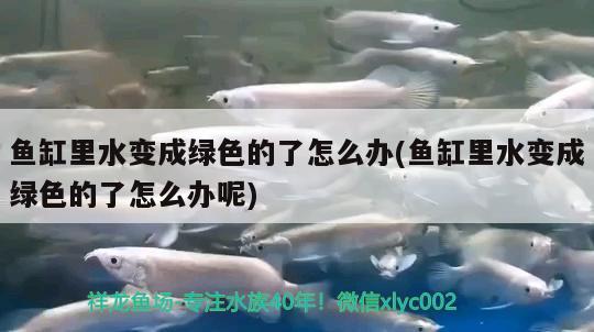 鱼缸里水变成绿色的了怎么办(鱼缸里水变成绿色的了怎么办呢) 广州水族器材滤材批发市场