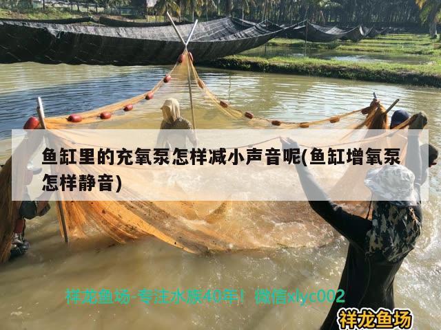 鱼缸里的充氧泵怎样减小声音呢(鱼缸增氧泵怎样静音) 祥龙鱼场