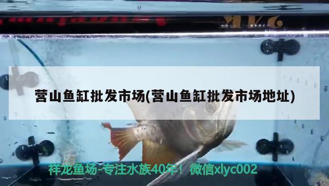 营山鱼缸批发市场(营山鱼缸批发市场地址) 广州观赏鱼批发市场