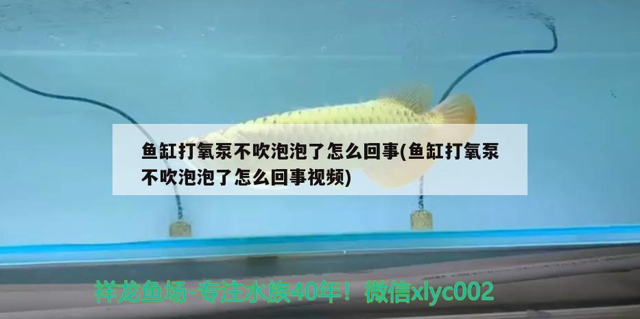 鱼缸打氧泵不吹泡泡了怎么回事(鱼缸打氧泵不吹泡泡了怎么回事视频)