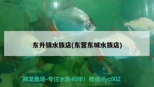 东升镇水族店(东营东城水族店) 祥龙进口元宝凤凰鱼