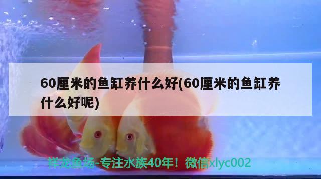 60厘米的鱼缸养什么好(60厘米的鱼缸养什么好呢)