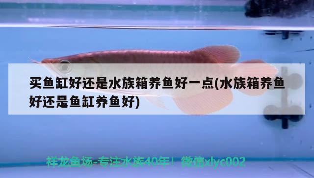 买鱼缸好还是水族箱养鱼好一点(水族箱养鱼好还是鱼缸养鱼好)