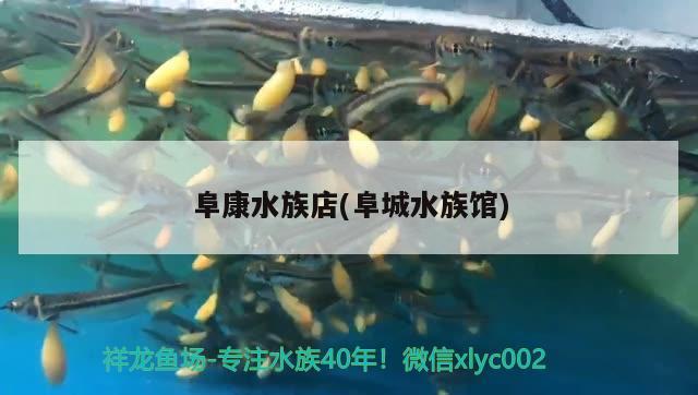 阜康水族店(阜城水族馆) 印尼小红龙