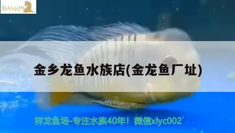 金乡龙鱼水族店(金龙鱼厂址) 黑白双星