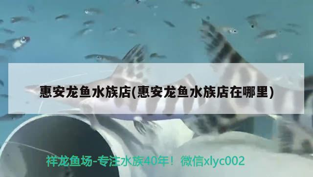 惠安龙鱼水族店(惠安龙鱼水族店在哪里) 印尼红龙鱼