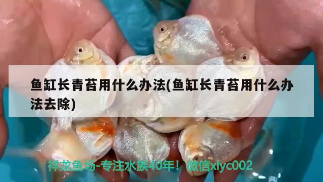 鱼缸长青苔用什么办法(鱼缸长青苔用什么办法去除) 萨伊蓝鱼