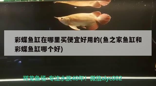 彩蝶鱼缸在哪里买便宜好用的(鱼之家鱼缸和彩蝶鱼缸哪个好)