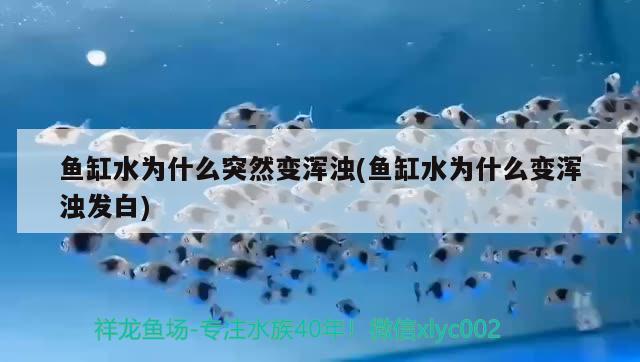 鱼缸水为什么突然变浑浊(鱼缸水为什么变浑浊发白) 斑马狗头鱼