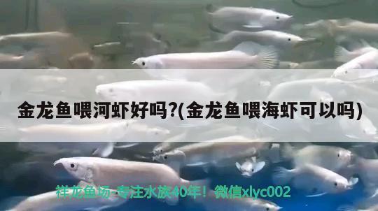 金龙鱼喂河虾好吗?(金龙鱼喂海虾可以吗) 白子银龙苗（黄化银龙苗）