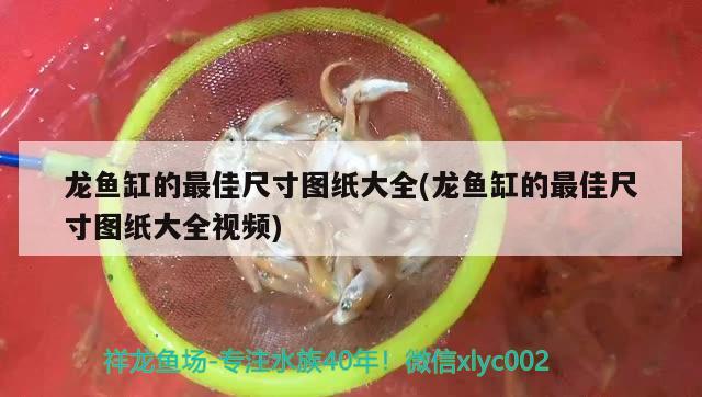 龙鱼缸的最佳尺寸图纸大全(龙鱼缸的最佳尺寸图纸大全视频)