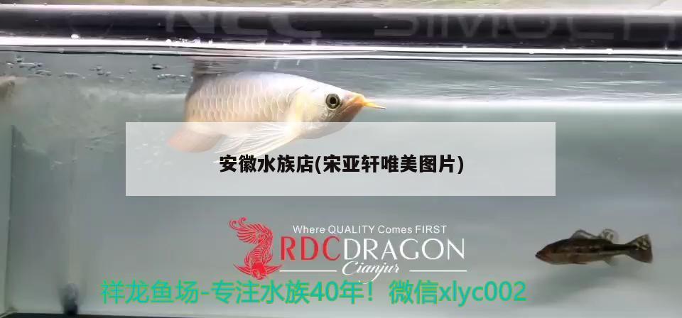 安徽水族店(宋亚轩唯美图片) 帝王迷宫