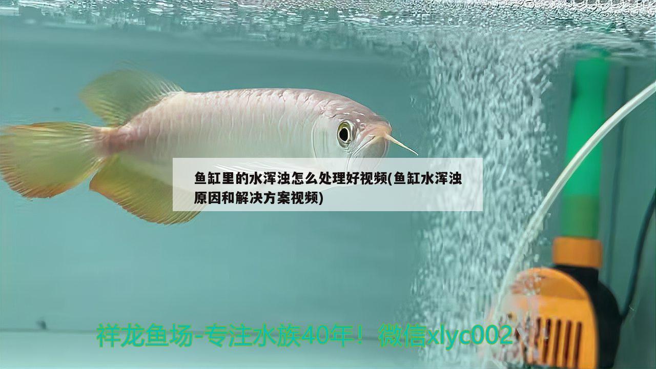 鱼缸里的水浑浊怎么处理好视频(鱼缸水浑浊原因和解决方案视频)