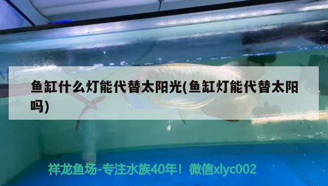 鱼缸什么灯能代替太阳光(鱼缸灯能代替太阳吗) 观赏鱼水族批发市场