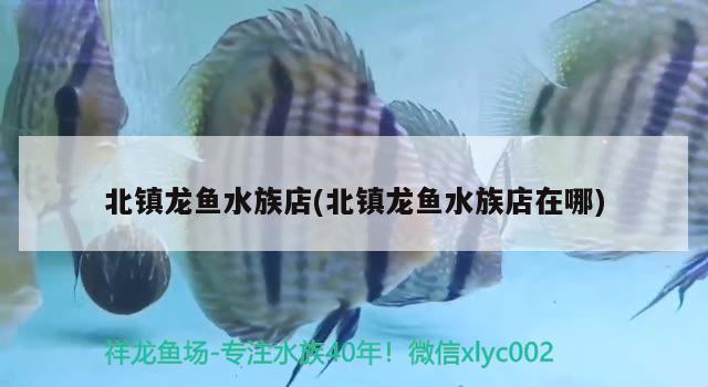 北镇龙鱼水族店(北镇龙鱼水族店在哪) 福虎/异型虎鱼/纯色虎鱼