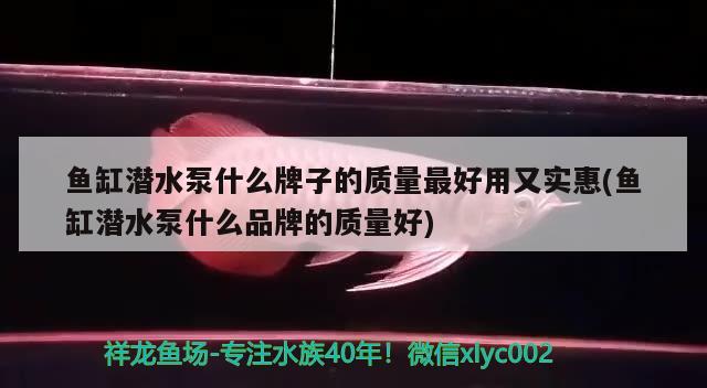 鱼缸潜水泵什么牌子的质量最好用又实惠(鱼缸潜水泵什么品牌的质量好)