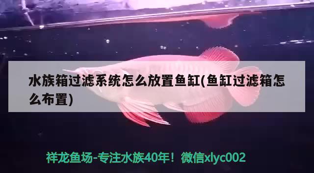 水族箱过滤系统怎么放置鱼缸(鱼缸过滤箱怎么布置) 鱼缸/水族箱