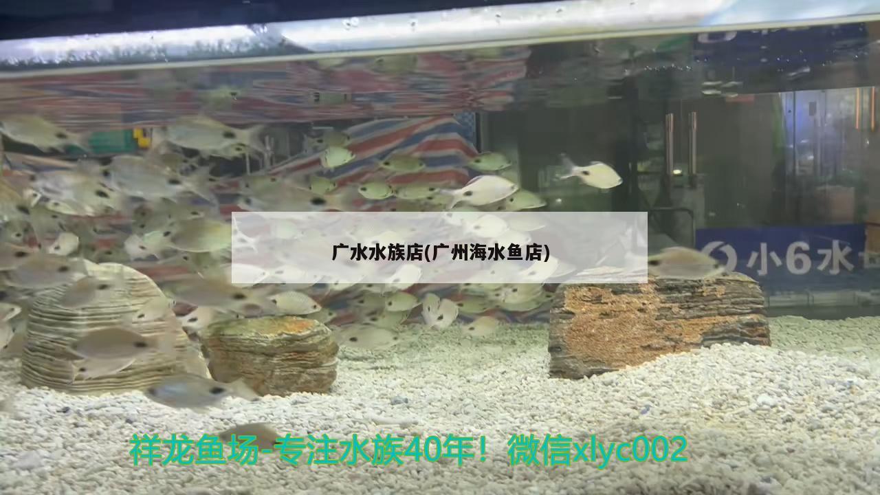 广水水族店(广州海水鱼店) 海水鱼