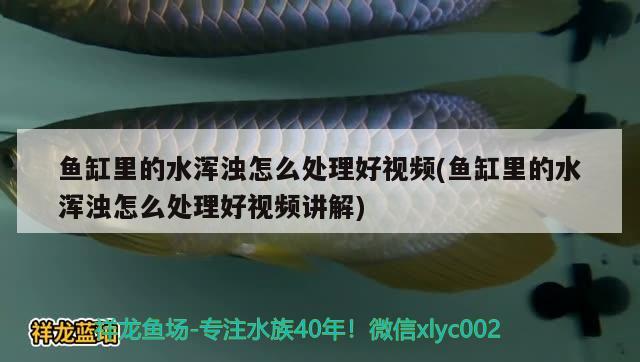 鱼缸里的水浑浊怎么处理好视频(鱼缸里的水浑浊怎么处理好视频讲解) 金龙福龙鱼