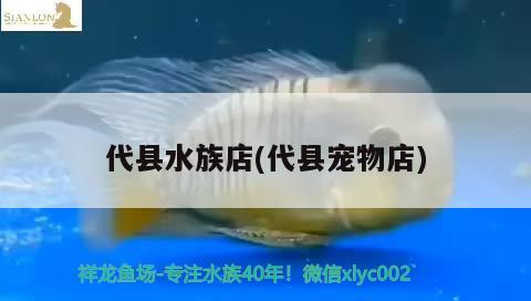 代县水族店(代县宠物店) 白子黑帝王魟鱼