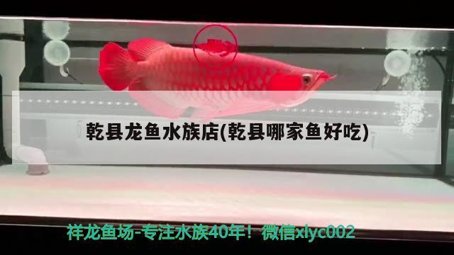 乾县龙鱼水族店(乾县哪家鱼好吃) 招财战船鱼