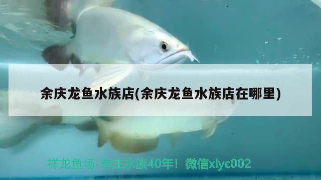 余庆龙鱼水族店(余庆龙鱼水族店在哪里) 观赏鱼批发