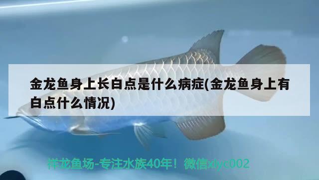 金龙鱼身上长白点是什么病症(金龙鱼身上有白点什么情况) 养鱼知识