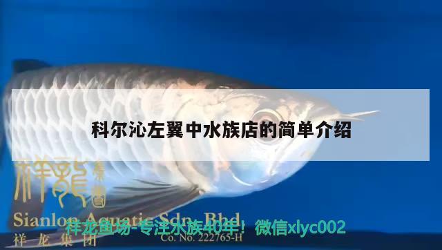 科尔沁左翼中水族店的简单介绍 狗仔招财猫鱼