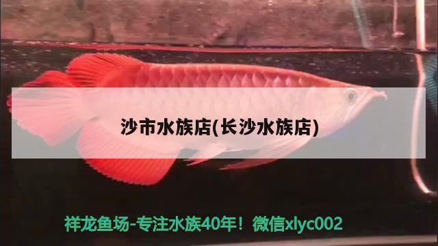 沙市水族店(长沙水族店) 非洲象鼻鱼