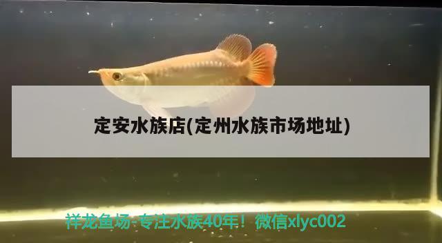 定安水族店(定州水族市场地址) 纯血皇冠黑白魟鱼