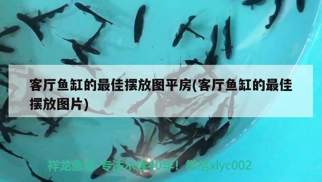 客厅鱼缸的最佳摆放图平房(客厅鱼缸的最佳摆放图片) 蝴蝶鲤 第1张