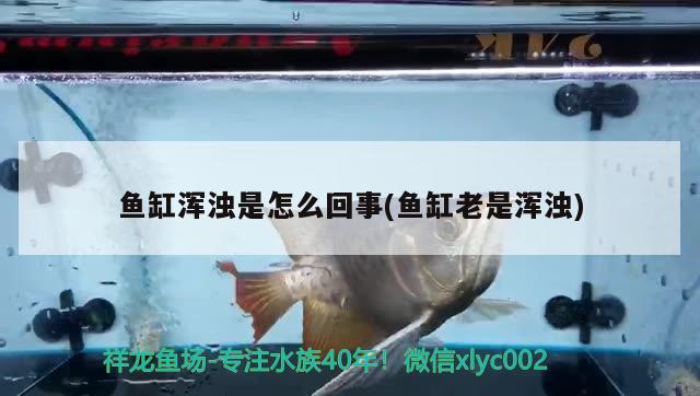 鱼缸浑浊是怎么回事(鱼缸老是浑浊) 鱼缸/水族箱