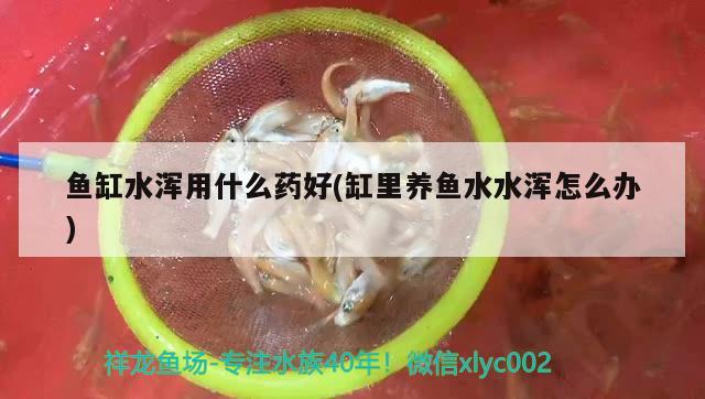 鱼缸水浑用什么药好(缸里养鱼水水浑怎么办) 金三间鱼