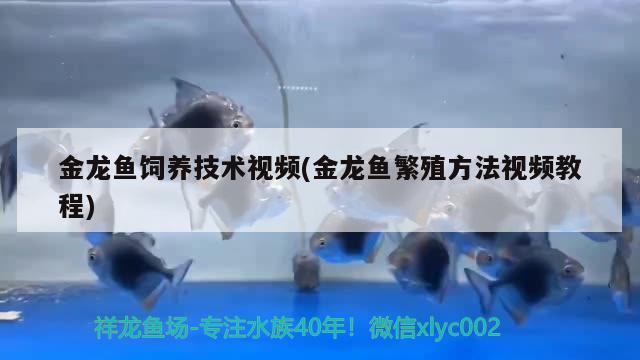 金龙鱼饲养技术视频(金龙鱼繁殖方法视频教程) 养鱼知识