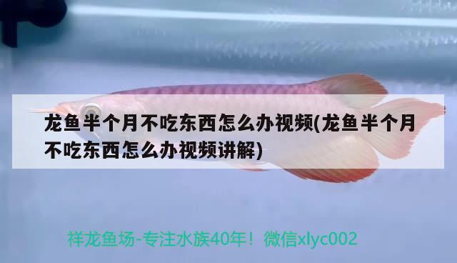 龙鱼半个月不吃东西怎么办视频(龙鱼半个月不吃东西怎么办视频讲解) 水温计