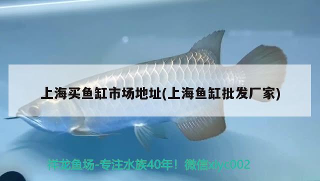 上海买鱼缸市场地址(上海鱼缸批发厂家) 非洲金鼓鱼
