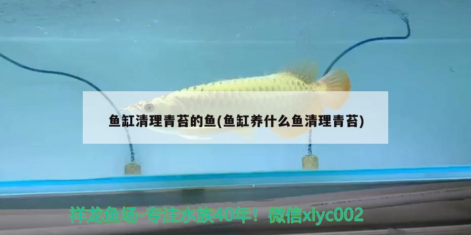 鱼缸清理青苔的鱼(鱼缸养什么鱼清理青苔)