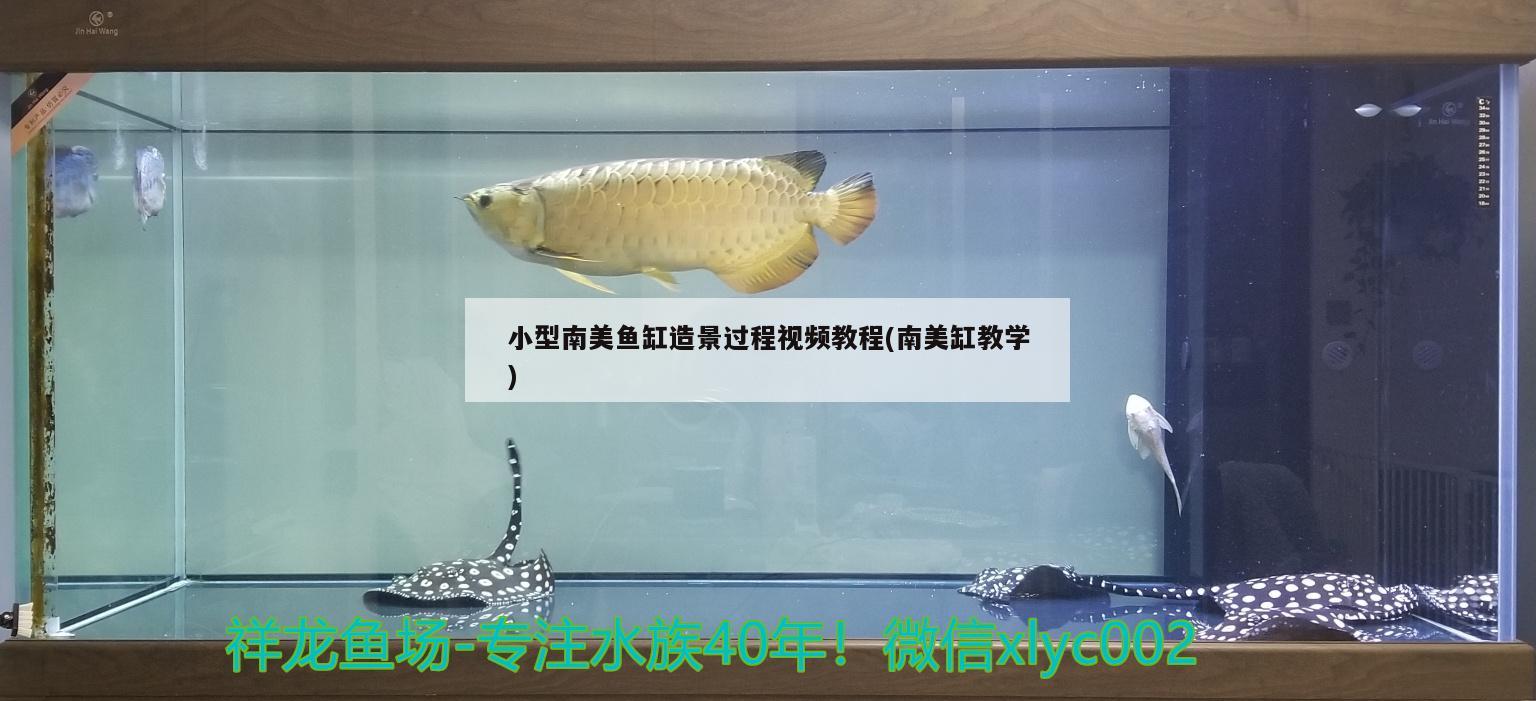 小型南美鱼缸造景过程视频教程(南美缸教学) 广州水族批发市场